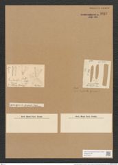 Gomphonitzschia ungeri Grun. (de-Toni-Nr.: Genus 51, Species 2213) Zeichnungen Sammlung Grunow Nr. 4624 (NHMW-BOT-W0372673)